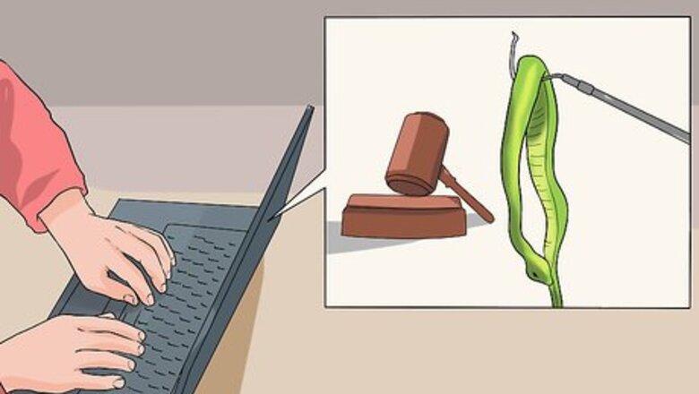 How to Look After a Venomous Snake