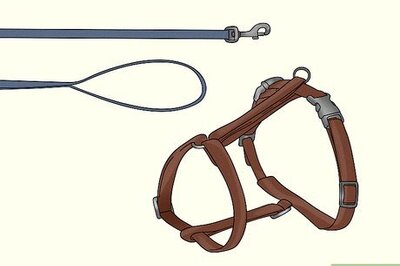 How to Travel Train Your Cat