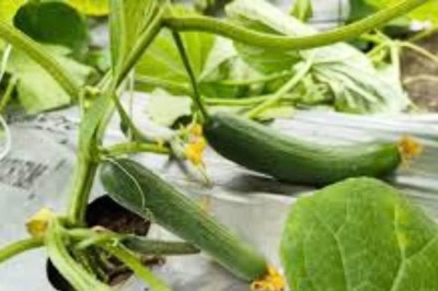 Karnataka Farmer's Unconventional Cultivation Of English Cucumbers Yields Success