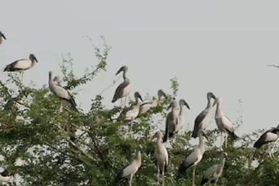Lotus Lake Thirunavaya: A Sanctuary For Migratory Birds In Kerala