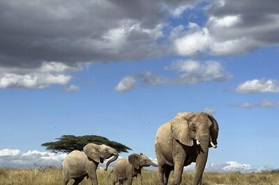 African elephants call each other by unique names, new study shows