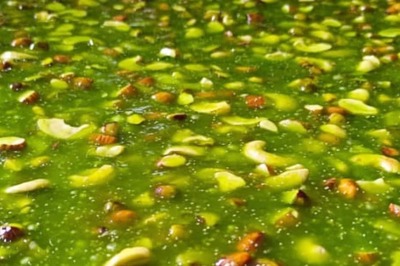 Meet Pakistani Family Whose 'Karachi Halwa' is a Rage in Rajasthan Since 32 Years