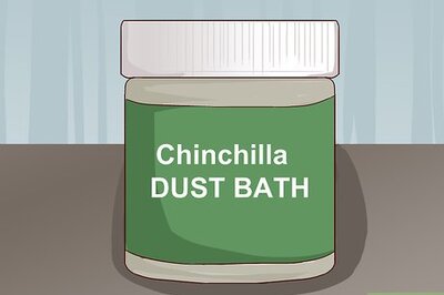 How to Give a Chinchilla a Dust Bath
