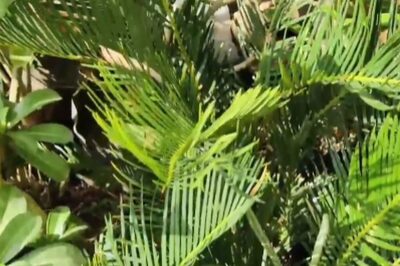 In Andhra Pradesh's Ongole, Cycas Plant Cultivation Is Livelihood For Locals