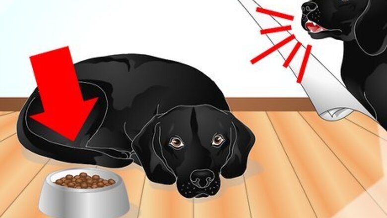 How to Diagnose Ascarids in Dogs