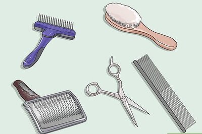 How to Groom a Rough Collie