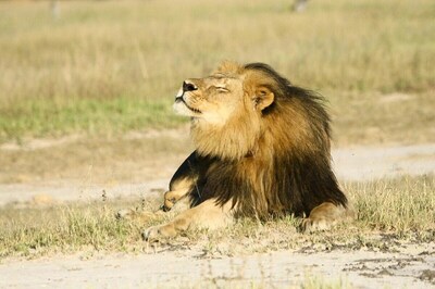 Four Lions at Spanish Zoo Test Positive for Covid-19