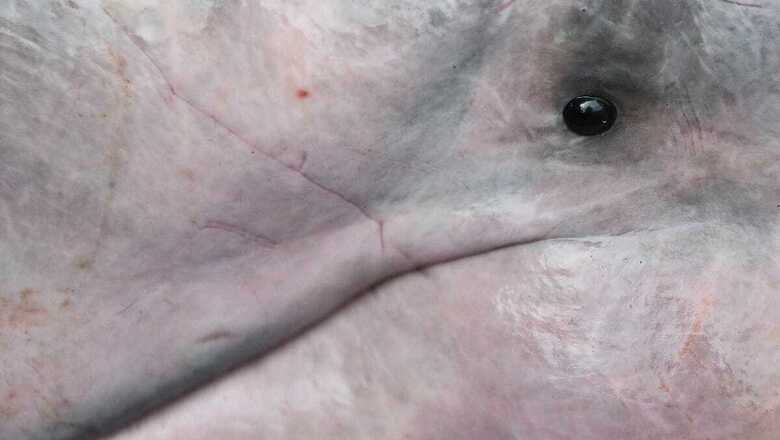 'Project Dolphin' Aimed at Conserving Gangetic River Dolphins to be Launched in 15 Days, Says Javadekar