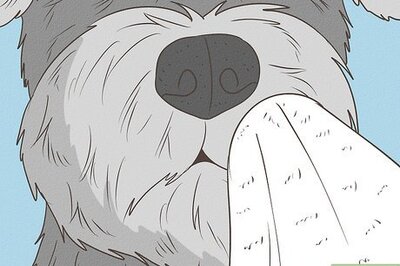 How to Keep a Schnauzer's Face White