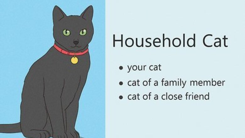 How to Deal With a Cat Scratch