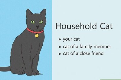 How to Deal With a Cat Scratch