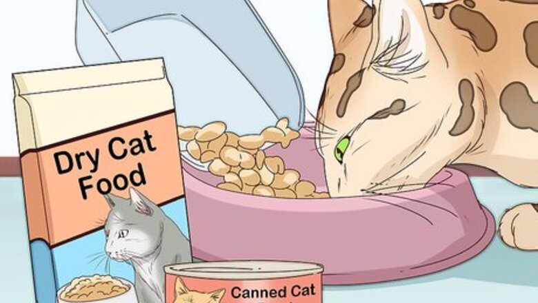 How to Take Care of a Bengal Cat