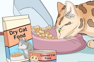 How to Take Care of a Bengal Cat