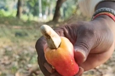 In Andhra's East Godavari, Farmers Resort To Cashew Cultivation Amid Rising Temperatures