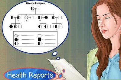 How to Choose a Minpin