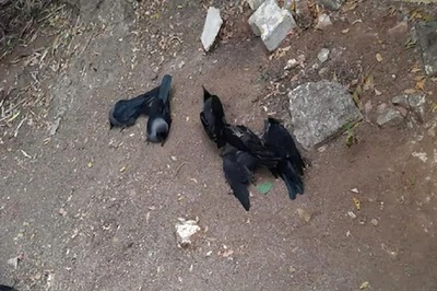 Over 400 Birds Found Dead in Rajasthan Amid Avian Influenza Outbreak