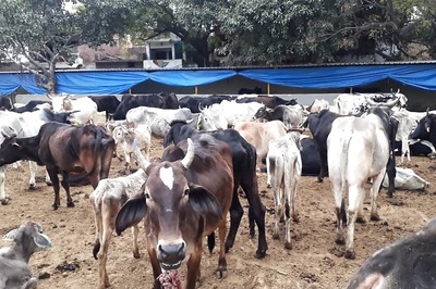 UP Govt Notifies Rules for Setting Up Fund to Run Cow Shelters