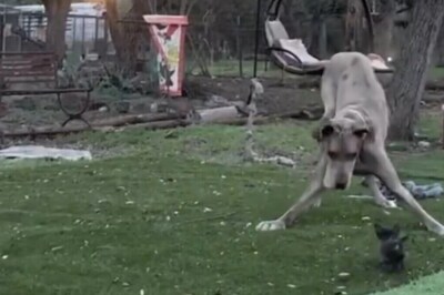 Puppy Playing With Great Dane Is The Cutest Video On The Internet