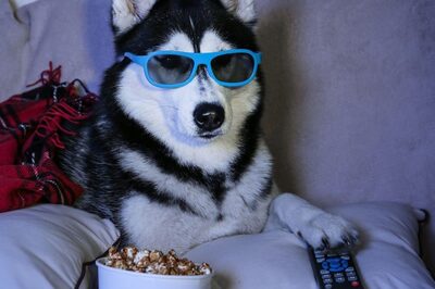 What You Should Consider Before Deciding To Get A Pet Dog