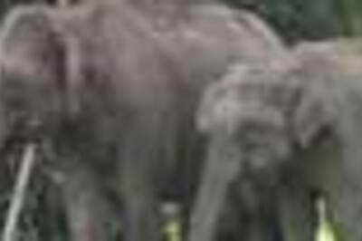 Bihar finds mosquito repellent in elephant dung
