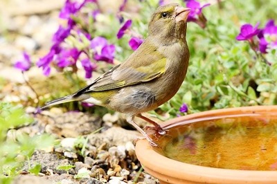 This new app can provide some respite to thirsty birds