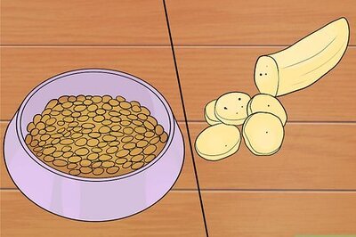 How to Choose Dog Treats