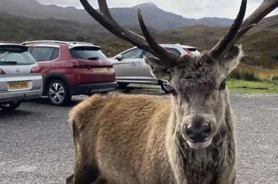 Beloved Highland Deer Put Down After Tourists Feed Him Junk Food