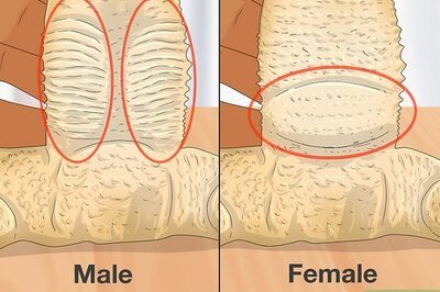 How to Sex Your Bearded Dragon: Physical Features & Observable Behaviors