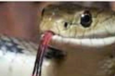 Live Snake Bites Woman’s Dummy: Kerala Cops Reconstruct Murder Scene, Videos Go Viral