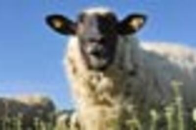 British sheep sells for Rs 1.83 crores