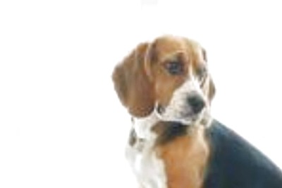 Leaving Your Pet Home Alone? Keep In Mind These Tips