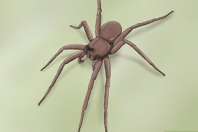 How to Identify a Nursery Web Spider