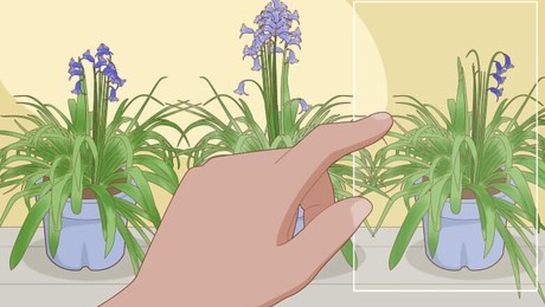 How to Plant English Bluebell Bulbs