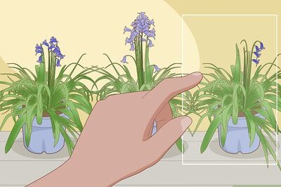 How to Plant English Bluebell Bulbs