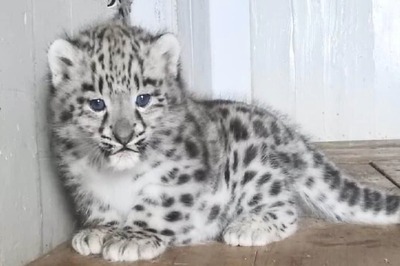 4 Red Pandas And 2 Snow Leopards Born In Darjeeling Zoological Park