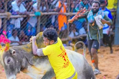 Chithirai Fest: Jallikattu Held at Nellikulam Village in Tamil Nadu's Virudhunagar After 2 Years