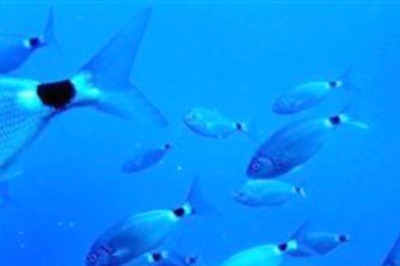 Mysterious Mass Fish Deaths Reported in Delhi's Najafgarh Drain; Water Samples Collected: Officials