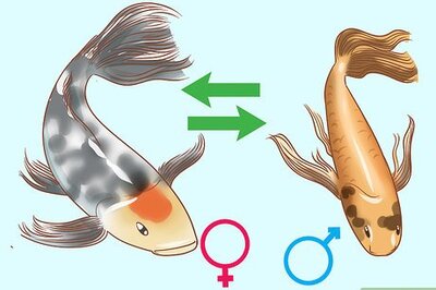How to Determine the Sex of a Fish