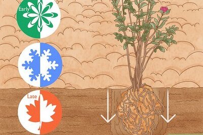 How to Grow Crepe Myrtle