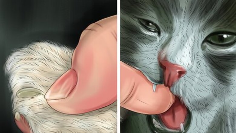 How to Feed Newborn Kittens Commercial Milk Replacer