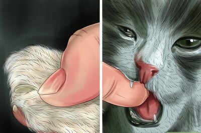 How to Feed Newborn Kittens Commercial Milk Replacer