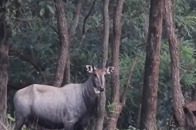 Chilling Video of Tiger Hiding From Prey Moments Before Launching An Attack Goes Viral