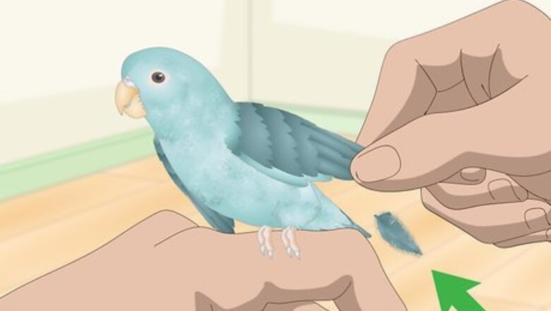 How to Spot Signs of Illness in Parrotlets