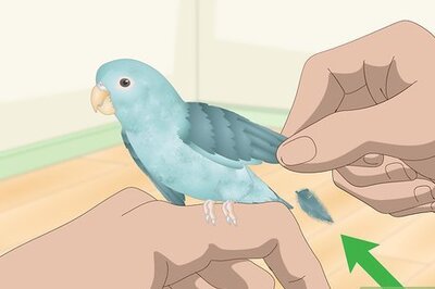 How to Spot Signs of Illness in Parrotlets