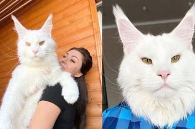 From Kitten To Colossus, How Kefir The Maine Coon Became Internet Sensation