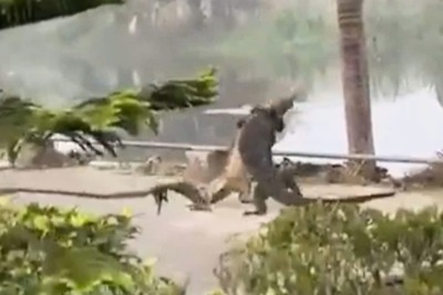 ‘Normal Day at IIM Calcutta’: Woman’s Video of Monitor Lizards Fighting in Campus Confuses Internet