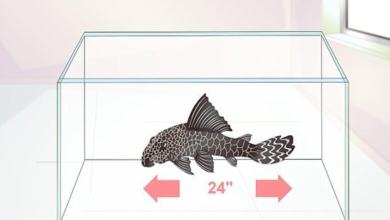 How to Set Up a Fish Tank for Plecostomus Catfish