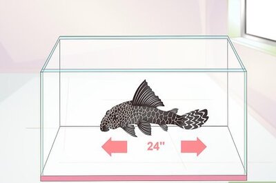 How to Set Up a Fish Tank for Plecostomus Catfish