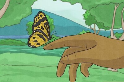 A Butterfly Landing on You: Interpretations, Colors & More