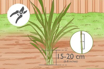 How to Plant Napier Grass